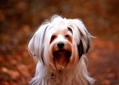 Nagelfräser für Hunde nutzen